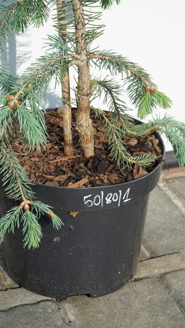 ŚWIERK ENGELMANNA 'BUSH'S LACE' Picea engelmannii