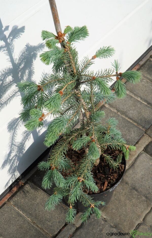 ŚWIERK ENGELMANNA 'BUSH'S LACE' Picea engelmannii