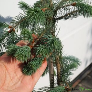 ŚWIERK ENGELMANNA 'BUSH'S LACE' Picea engelmannii