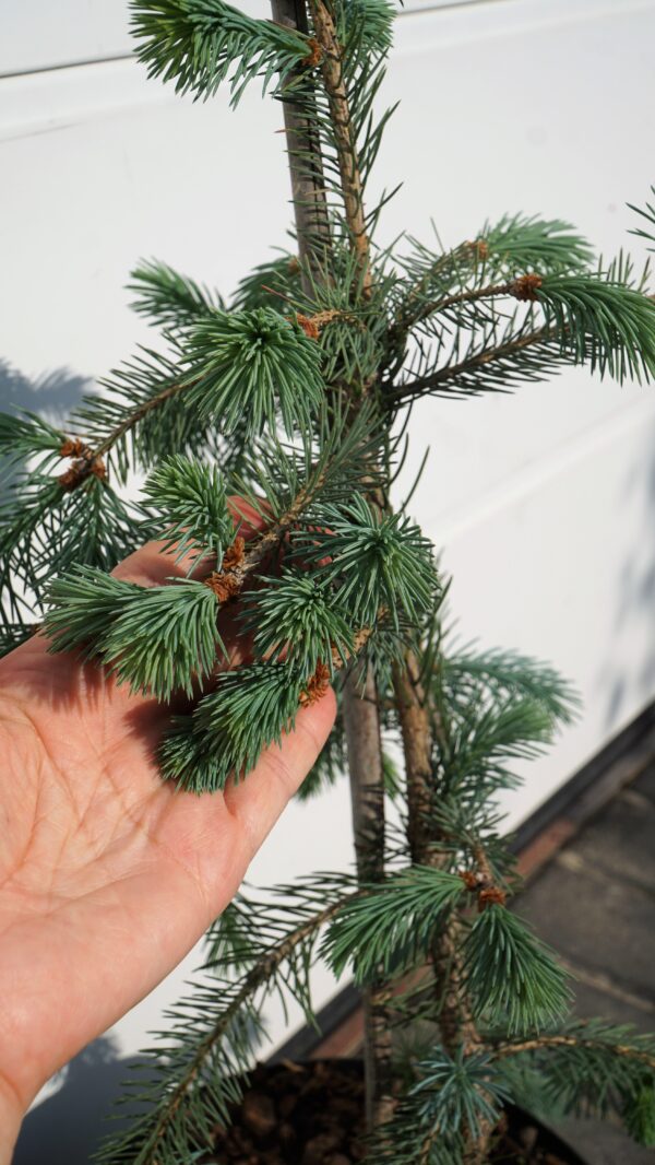 ŚWIERK ENGELMANNA 'BUSH'S LACE' Picea engelmannii