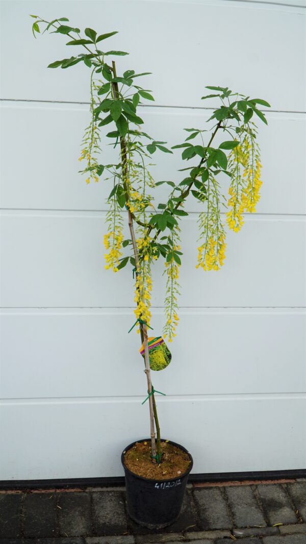 ZŁOTOKAP WATERERA VOSSII Laburnum ×watereri