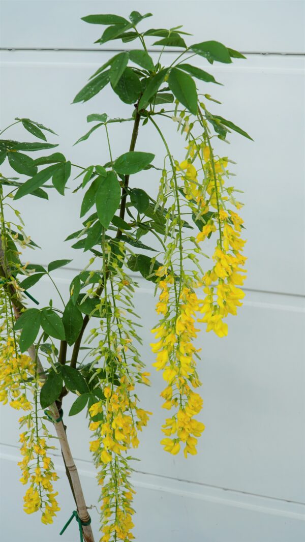 ZŁOTOKAP WATERERA VOSSII Laburnum ×watereri