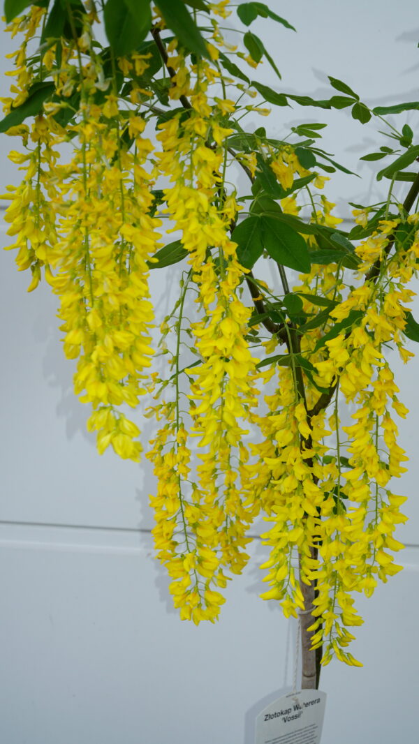 ZŁOTOKAP WATERERA VOSSII Laburnum ×watereri