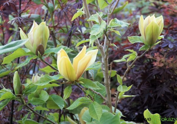 MAGNOLIA BRUKLIŃSKA HATTIE CARTHAN Magnolia x brooklynensis