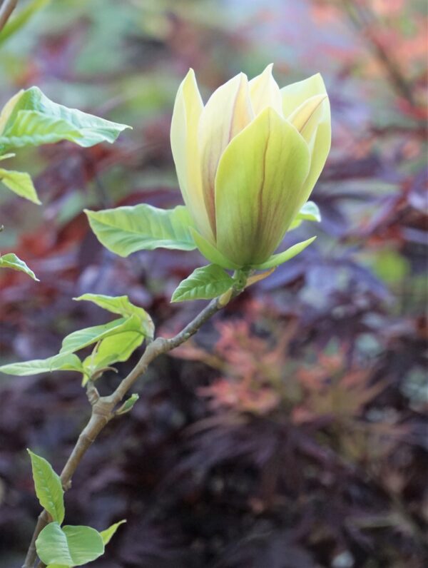 MAGNOLIA BRUKLIŃSKA HATTIE CARTHAN Magnolia x brooklynensis