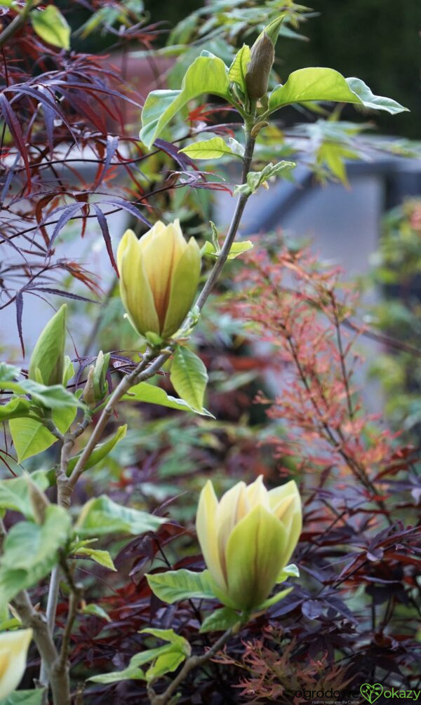 MAGNOLIA BRUKLIŃSKA HATTIE CARTHAN Magnolia x brooklynensis