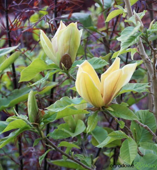 MAGNOLIA BRUKLIŃSKA HATTIE CARTHAN Magnolia x brooklynensis