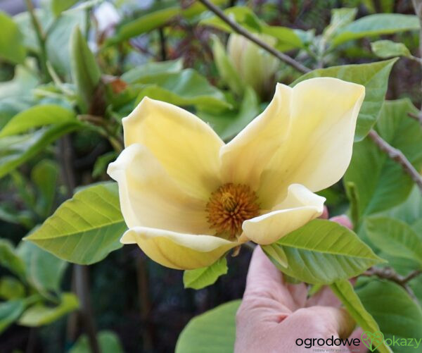 MAGNOLIA BRUKLIŃSKA HATTIE CARTHAN Magnolia x brooklynensis