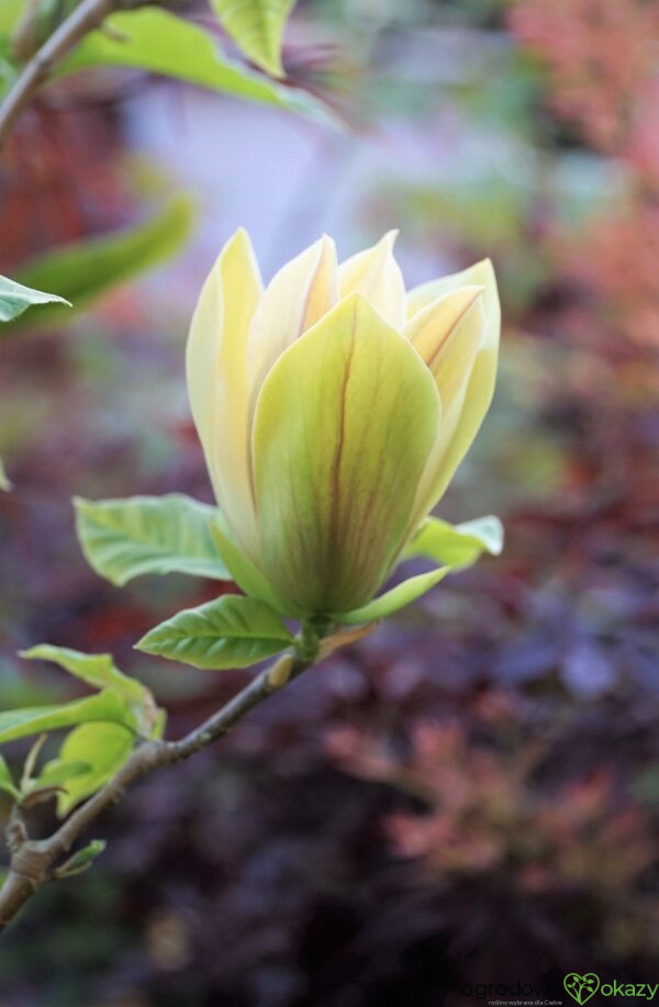 MAGNOLIA BRUKLIŃSKA HATTIE CARTHAN Magnolia x brooklynensis