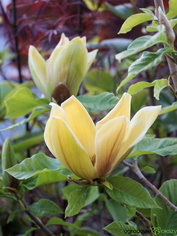 MAGNOLIA BRUKLIŃSKA HATTIE CARTHAN Magnolia x brooklynensis