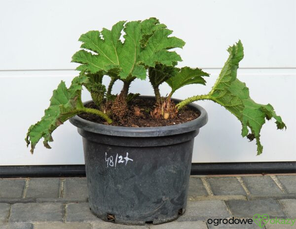 GUNNERA OLBRZYMIA Gunnera manicata