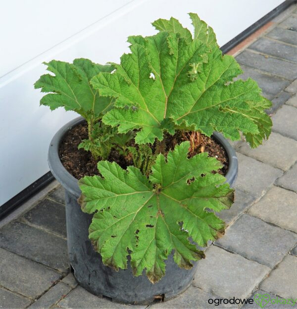 GUNNERA OLBRZYMIA Gunnera manicata