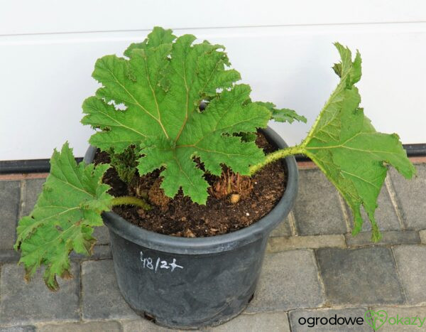 GUNNERA OLBRZYMIA Gunnera manicata