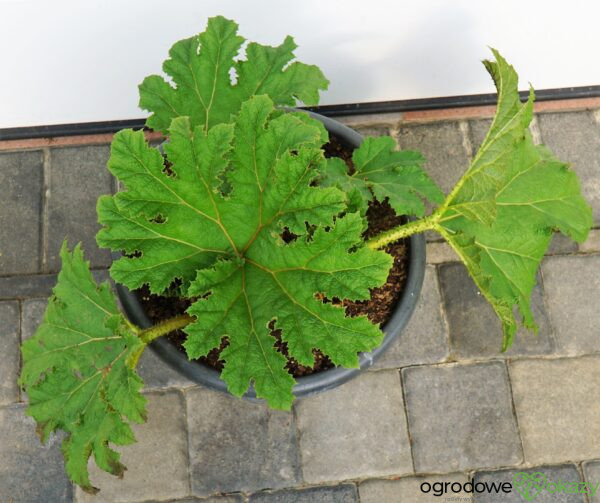 GUNNERA OLBRZYMIA Gunnera manicata