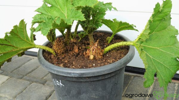 GUNNERA OLBRZYMIA Gunnera manicata