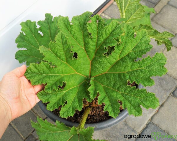 GUNNERA OLBRZYMIA Gunnera manicata