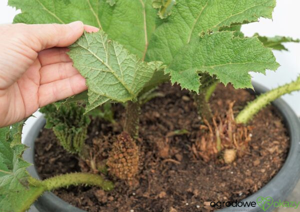 GUNNERA OLBRZYMIA Gunnera manicata