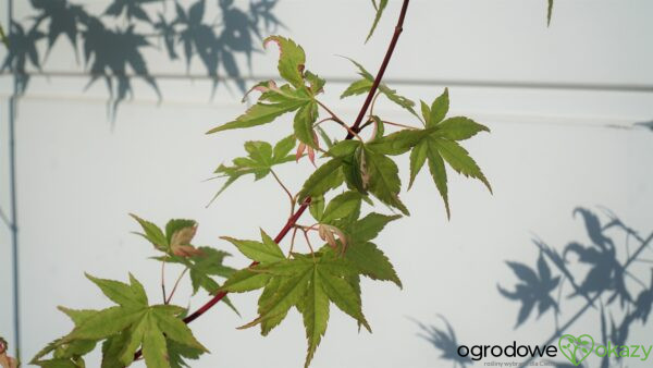 KLON PALMOWY KURASU GAWA Acer Palmatum