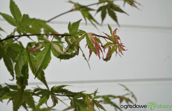 KLON PALMOWY KURASU GAWA Acer Palmatum