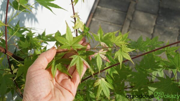 KLON PALMOWY KURASU GAWA Acer Palmatum