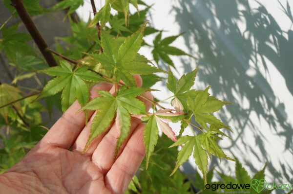 KLON PALMOWY KURASU GAWA Acer Palmatum