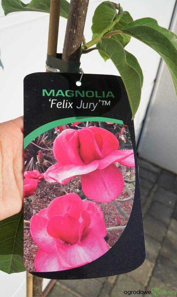 MAGNOLIA FELIX JURY