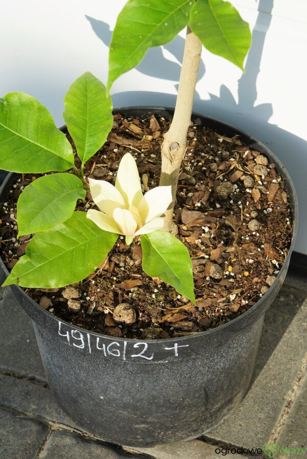 MAGNOLIA BRUKLIŃSKA HATTIE CARTHAN Magnolia x brooklynensis