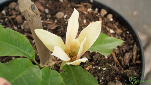 MAGNOLIA BRUKLIŃSKA HATTIE CARTHAN Magnolia x brooklynensis