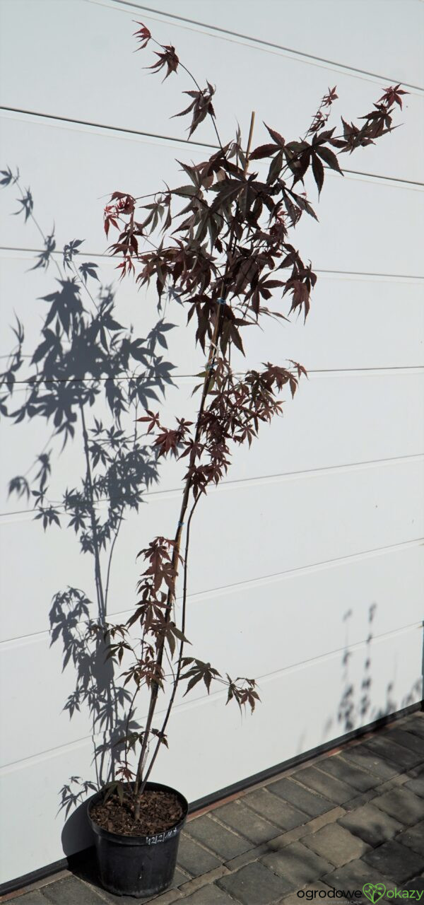 KLON PALMOWY ATROPURPUREUM Acer Palmatum