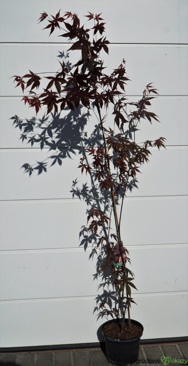 KLON PALMOWY ATROPURPUREUM Acer Palmatum