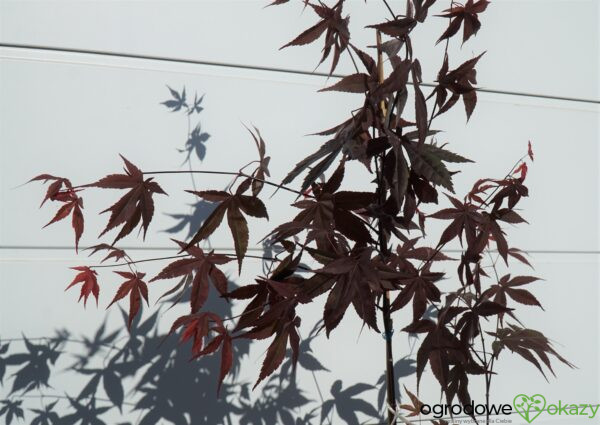 KLON PALMOWY ATROPURPUREUM Acer Palmatum