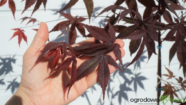 KLON PALMOWY ATROPURPUREUM Acer Palmatum