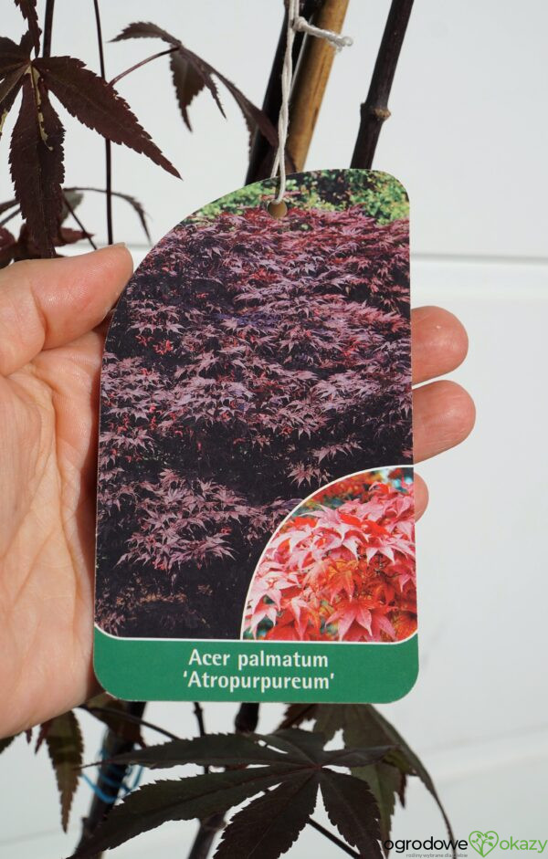 KLON PALMOWY ATROPURPUREUM Acer Palmatum