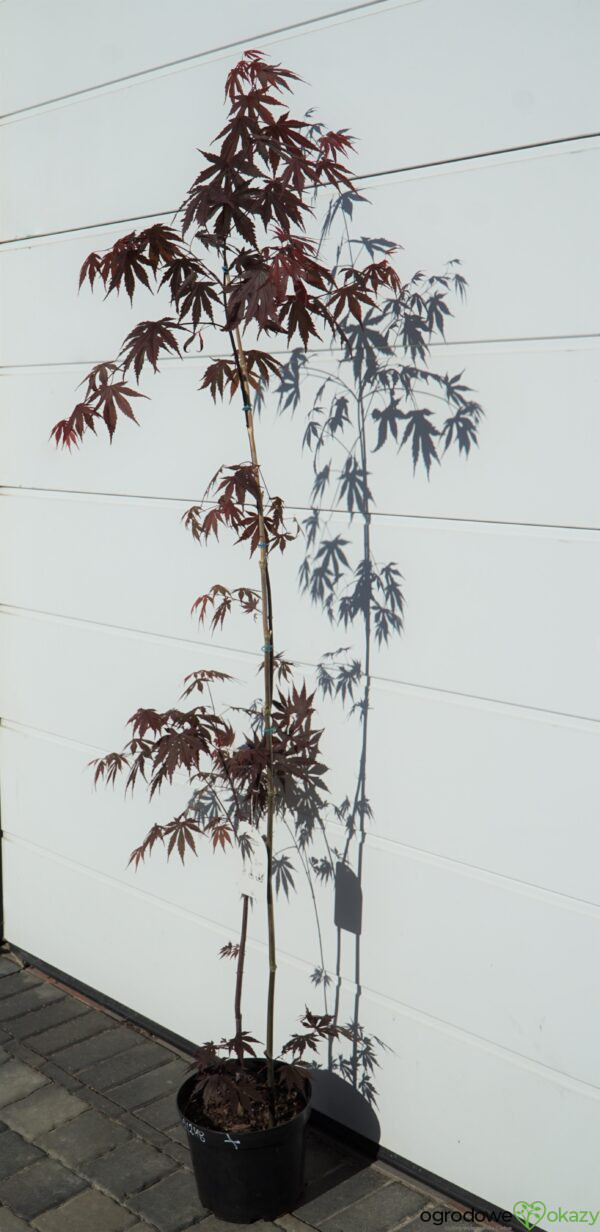 KLON PALMOWY ATROPURPUREUM Acer Palmatum