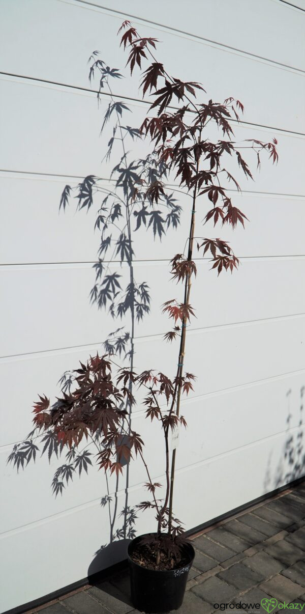 KLON PALMOWY ATROPURPUREUM Acer Palmatum