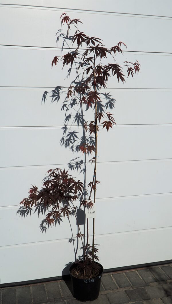 KLON PALMOWY ATROPURPUREUM Acer Palmatum