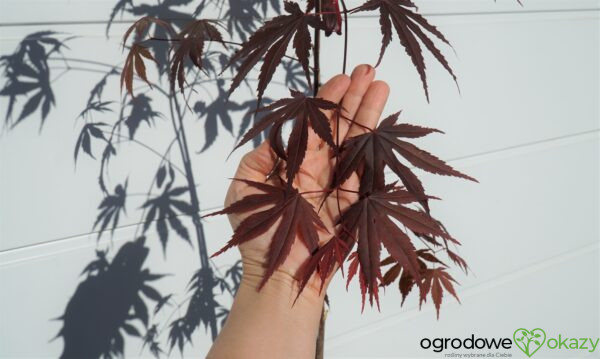 KLON PALMOWY ATROPURPUREUM Acer Palmatum