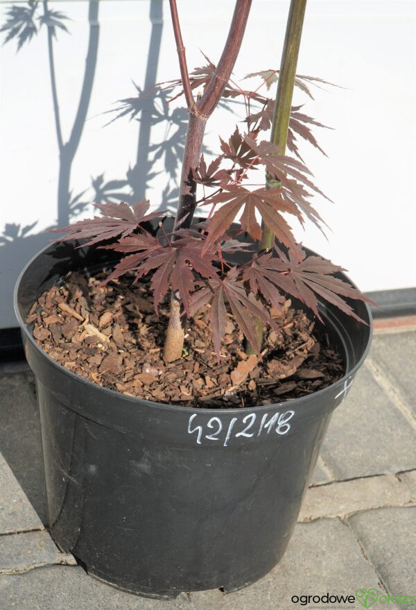 KLON PALMOWY ATROPURPUREUM Acer Palmatum