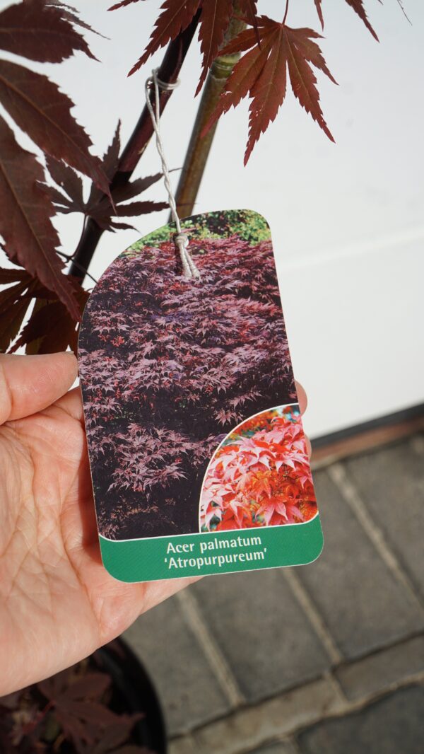 KLON PALMOWY ATROPURPUREUM Acer Palmatum