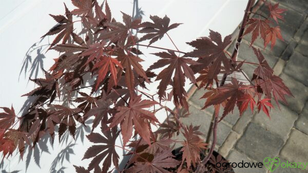 KLON PALMOWY ATROPURPUREUM Acer Palmatum