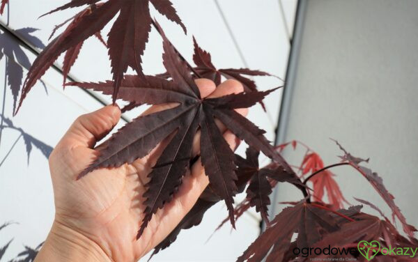 KLON PALMOWY ATROPURPUREUM Acer Palmatum