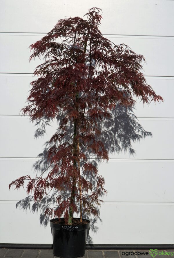 KLON PALMOWY ORANGEOLA Acer palmatum