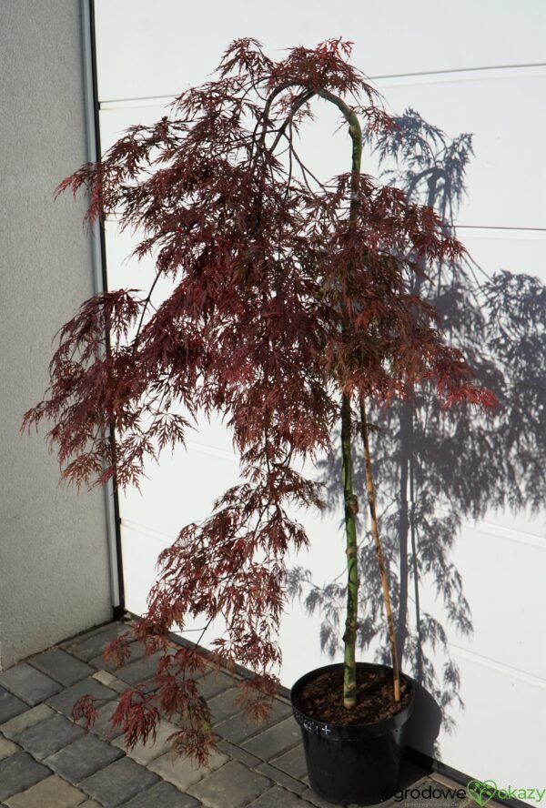 KLON PALMOWY ORANGEOLA Acer palmatum