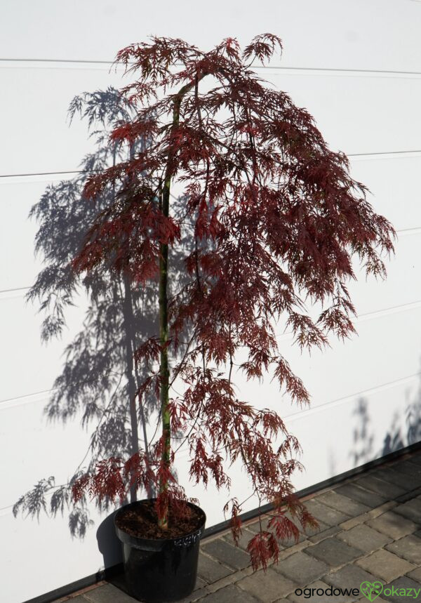 KLON PALMOWY ORANGEOLA Acer palmatum