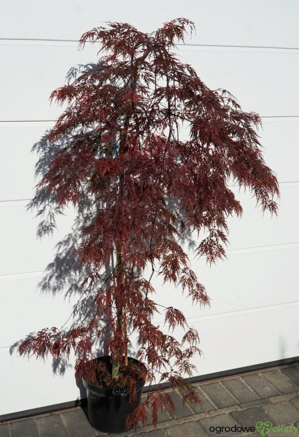 KLON PALMOWY ORANGEOLA Acer palmatum