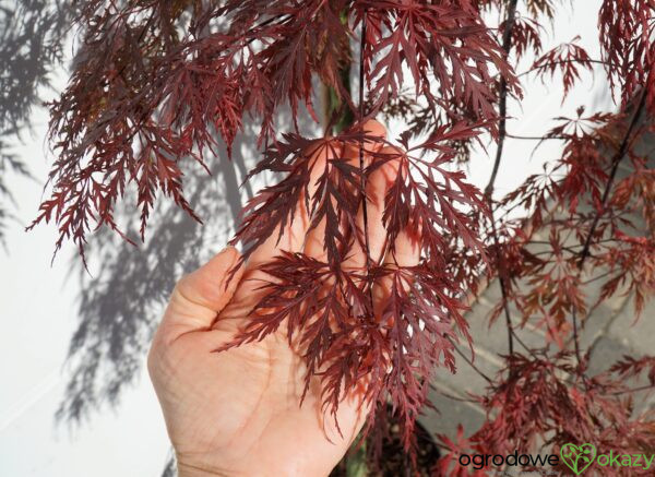 KLON PALMOWY ORANGEOLA Acer palmatum