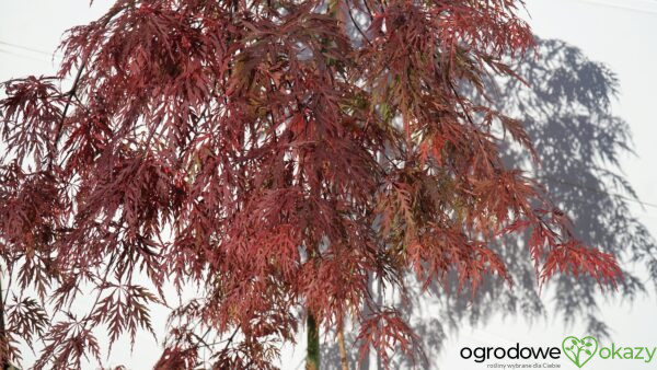 KLON PALMOWY ORANGEOLA Acer palmatum