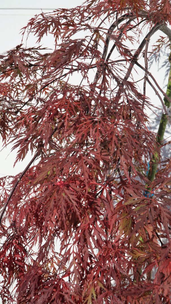 KLON PALMOWY ORANGEOLA Acer palmatum