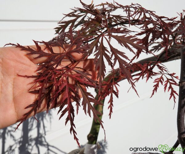 KLON PALMOWY ORANGEOLA Acer palmatum