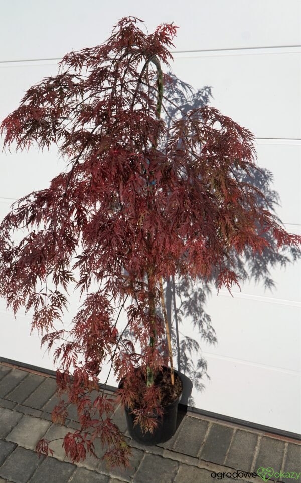 KLON PALMOWY ORANGEOLA Acer palmatum